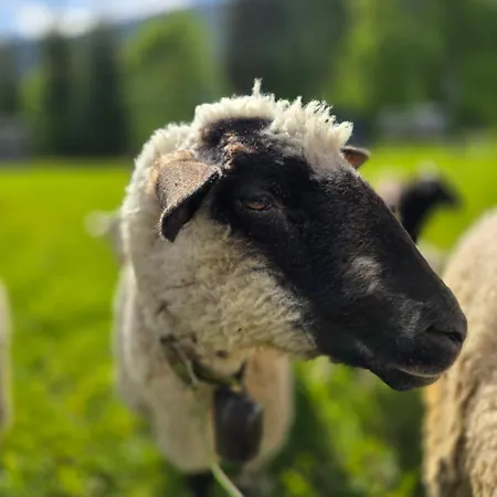 Minikemp Na Palcovce - Minipokoje A Spani V Obytnych Autech אתר קמפינג *
