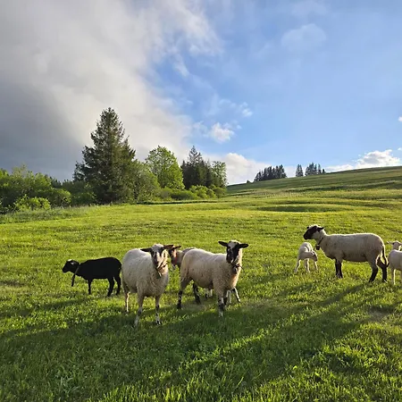Minikemp Na Palcovce - Minipokoje A Spani V Obytnych Autech Campsite